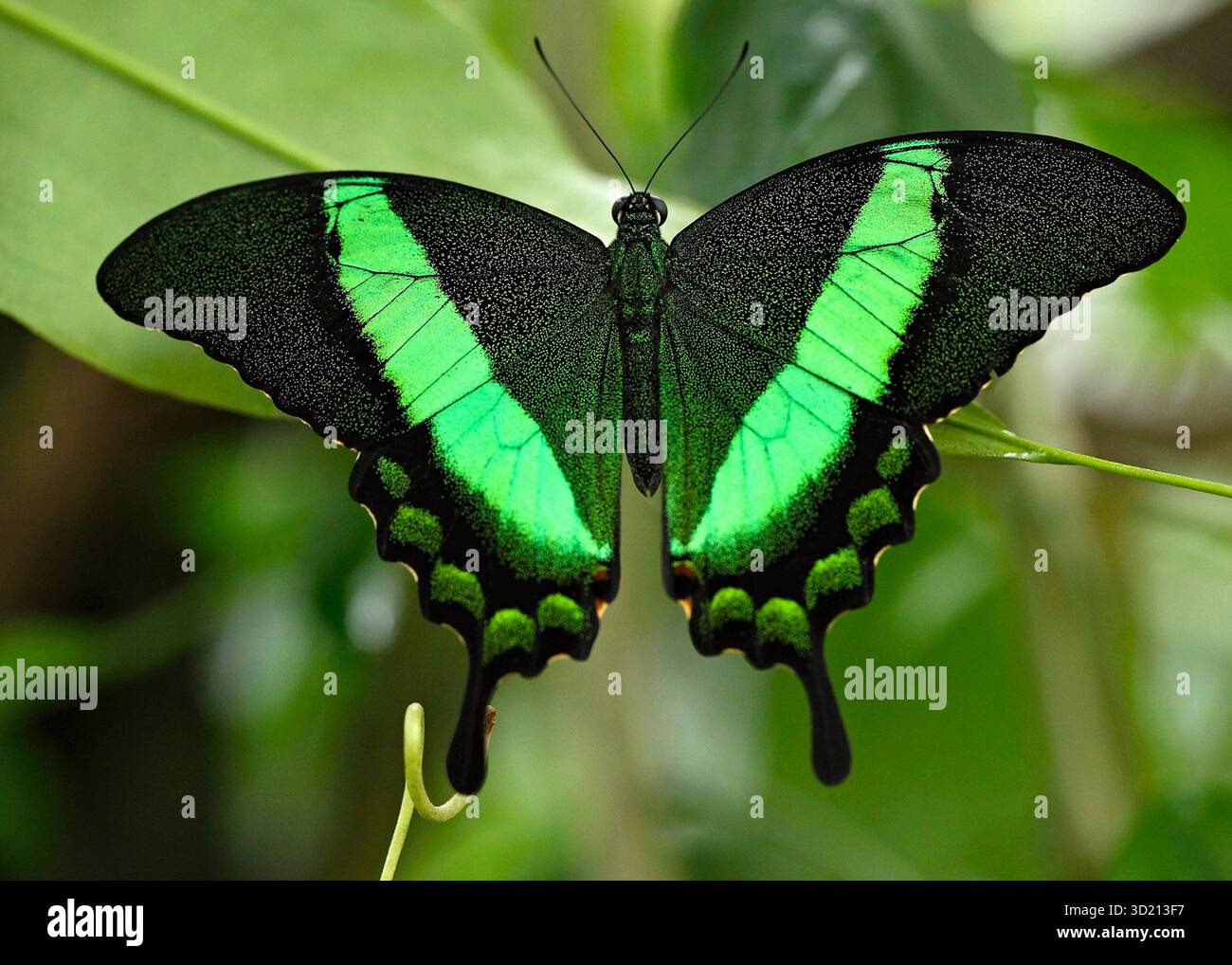 Farfalla Emerald Swallowtail con le sue ali verdi e nere Foto Stock
