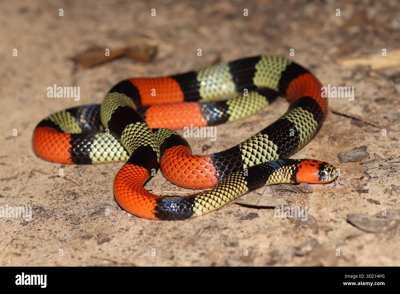 Micrurus obscurus – serpente di corallo amazzonico dal collo nero sul fondo della foresta di notte, riserva della biosfera di Manu, Perù Foto Stock