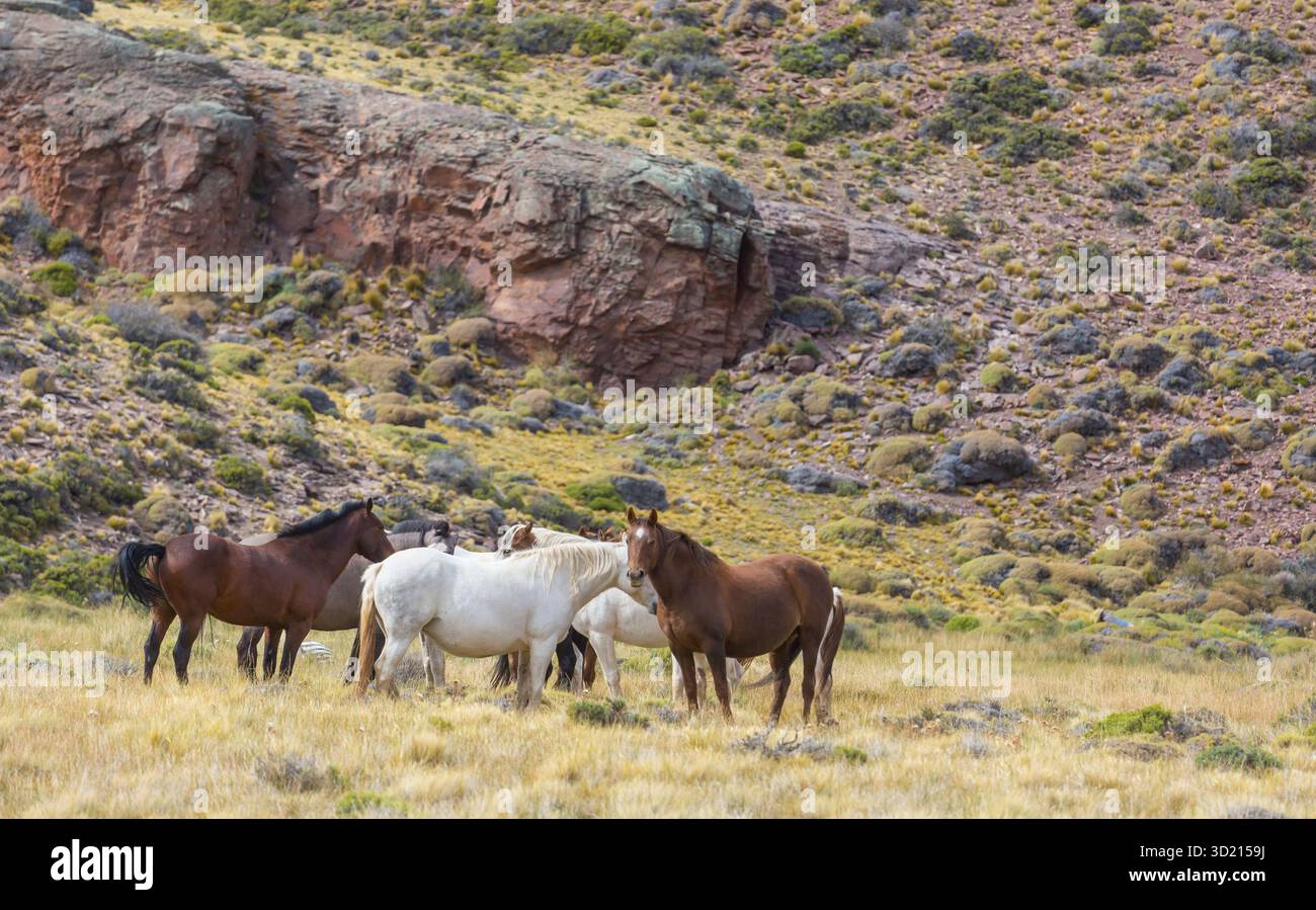 Cavalli che corrono sul prato Foto Stock