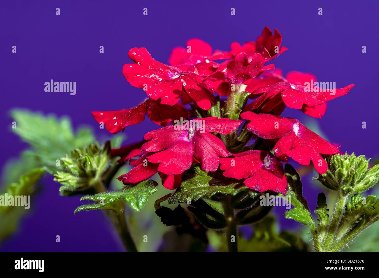Vivace verbena rossa su sfondo viola profondo Foto Stock
