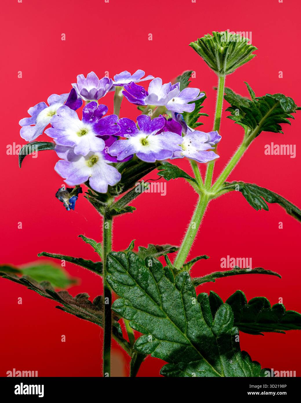 Vibrant Purple Verbena Flowers on Red Foto Stock