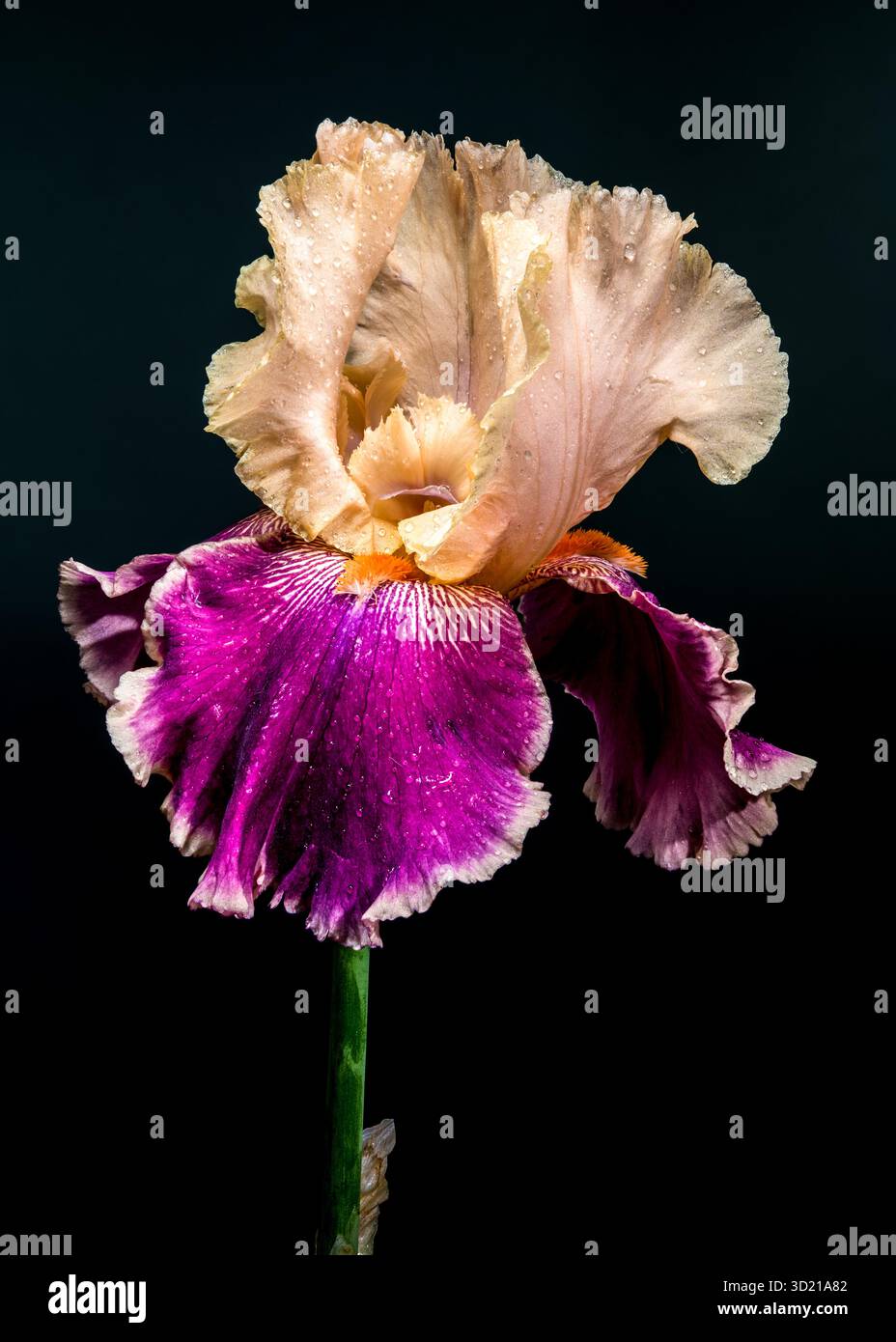 Elegante Iris Bicolor Bloom su sfondo nero intenso Foto Stock