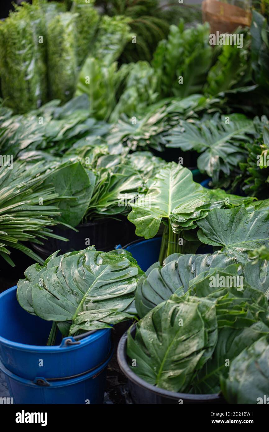 Fogliame di monstera fresco in secchi d'acqua al mercato dei fiori all'aperto di Bangkok per il commercio e il commercio di fiori Foto Stock