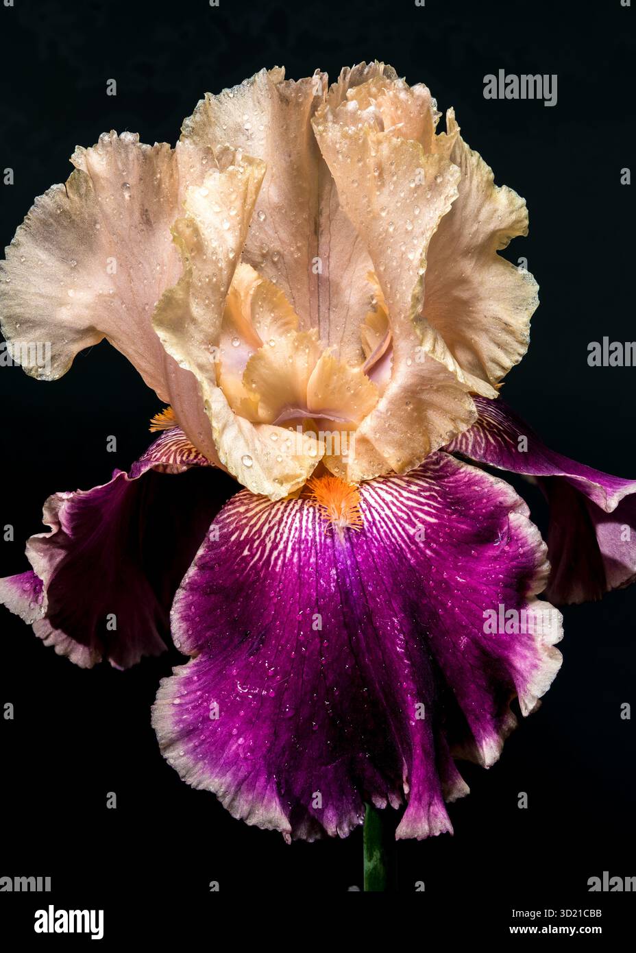 Elegante Iris Bicolor Bloom su sfondo nero intenso Foto Stock