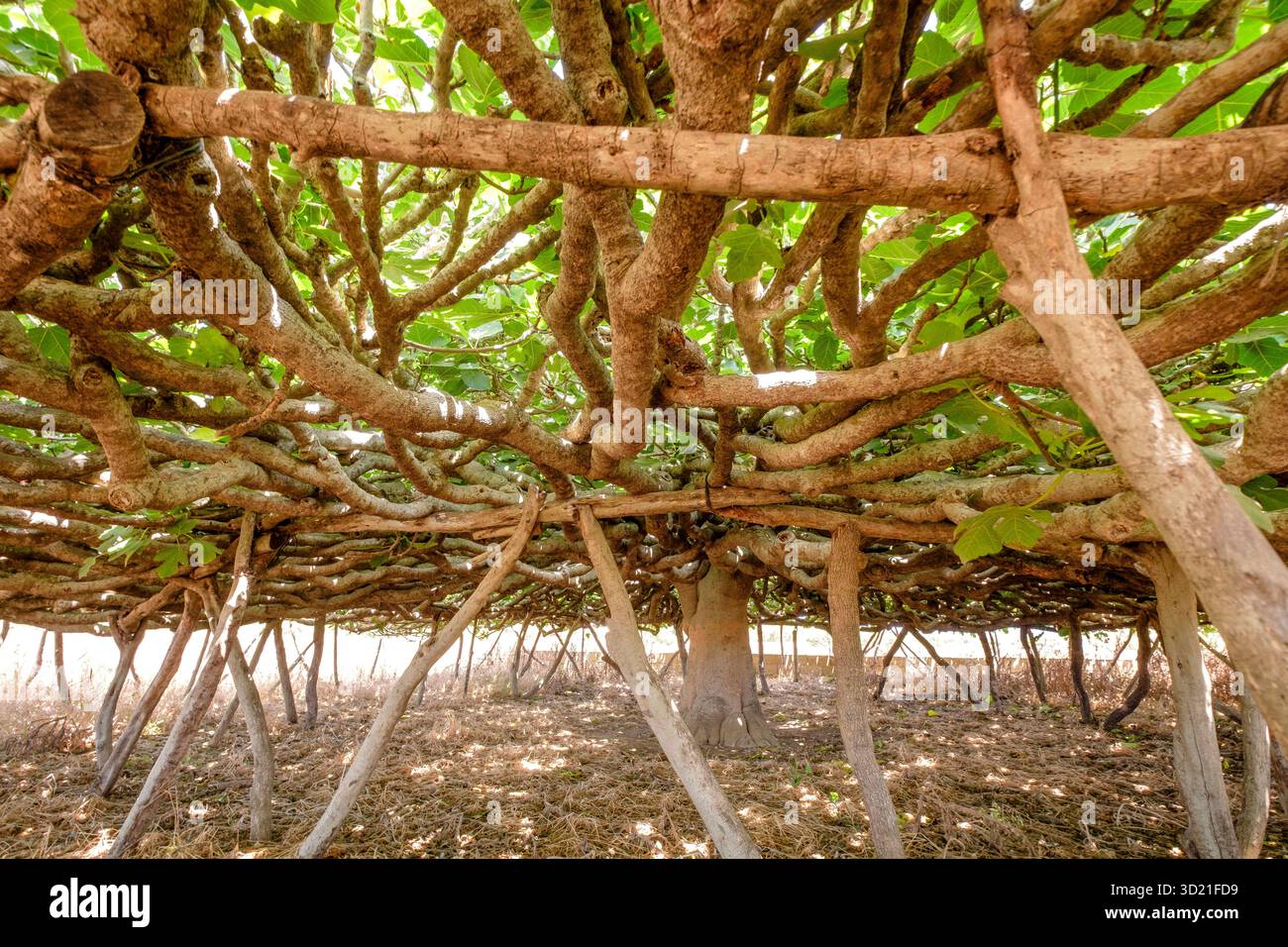 Fico centenario a CAN Toni Mestre, elencato come albero unico, Formentera, Isole Baleari, Spagna Foto Stock