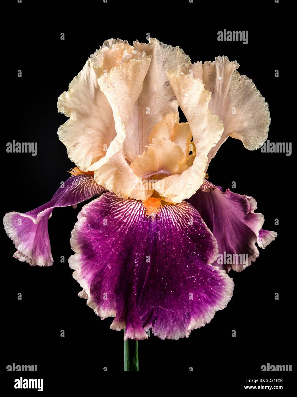 Elegante Iris Bicolor Bloom su sfondo nero intenso Foto Stock