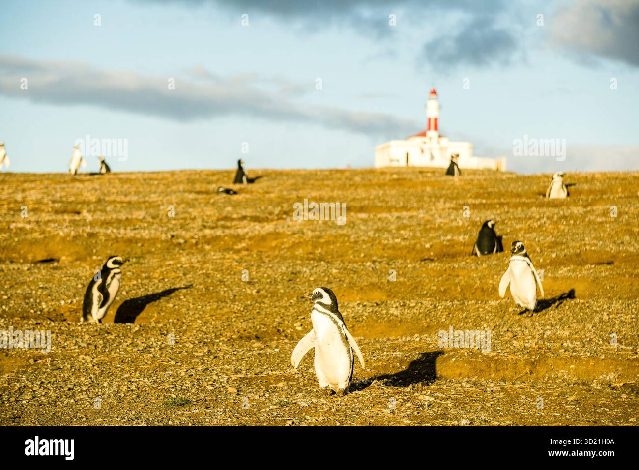 Colonia di pinguini di Magellano, -Spheniscus magellanicus-, Isola di Magdalena, stretto di Magellano, Patagonia, Repubblica del Cile, Sud Foto Stock