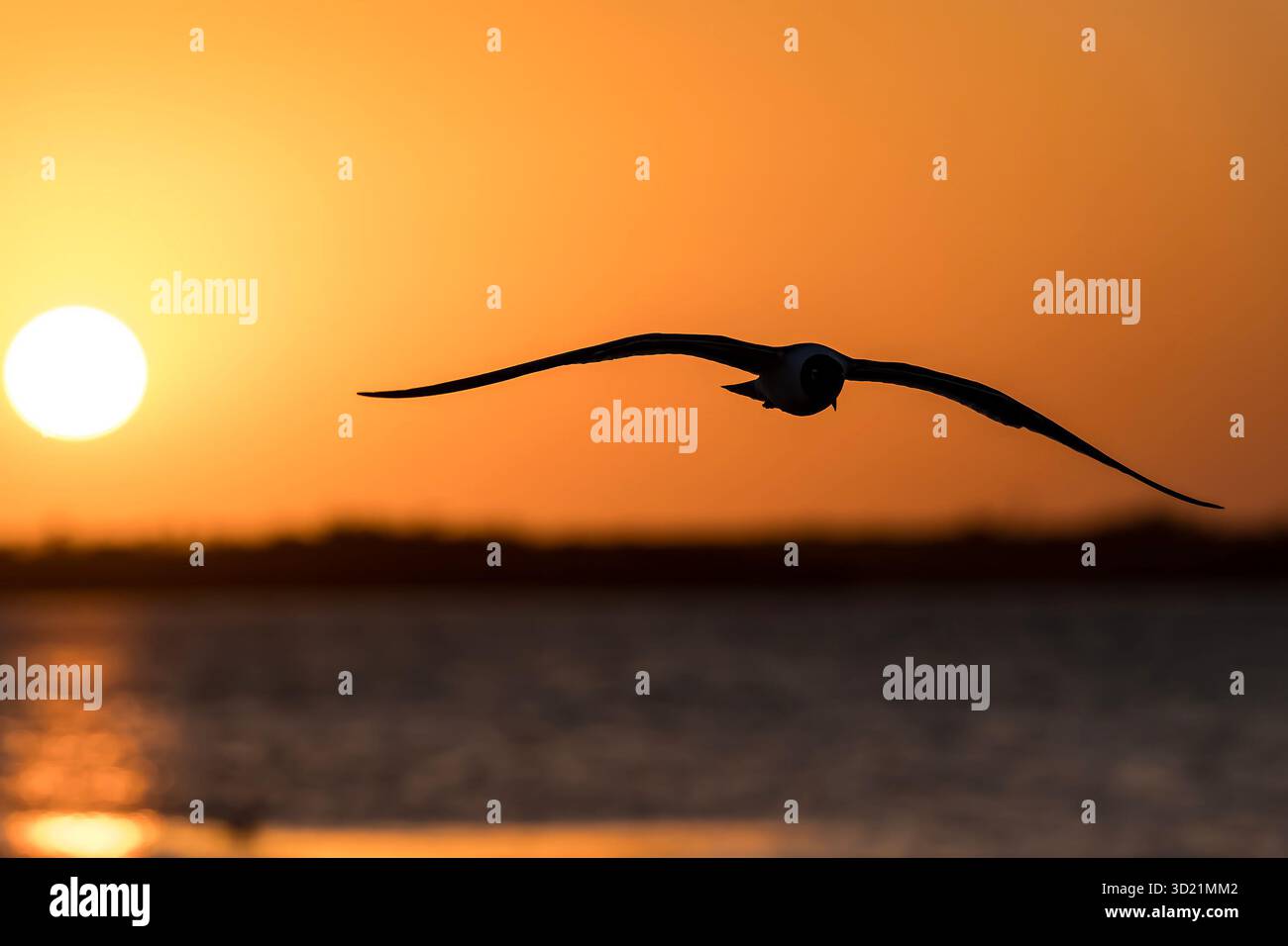 Il gabbiano scivola senza sforzo sull'Oceano dorato al tramonto Foto Stock