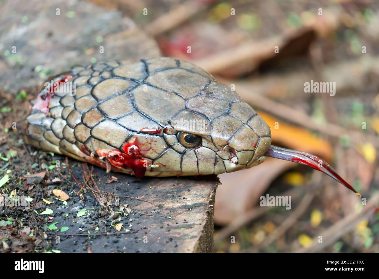 La testa di un cobra reale fu tagliata e posta su un ceppo d'albero. Il serpente velenoso e spaventoso che entrava nella casa era quindi tragicamente elimin Foto Stock