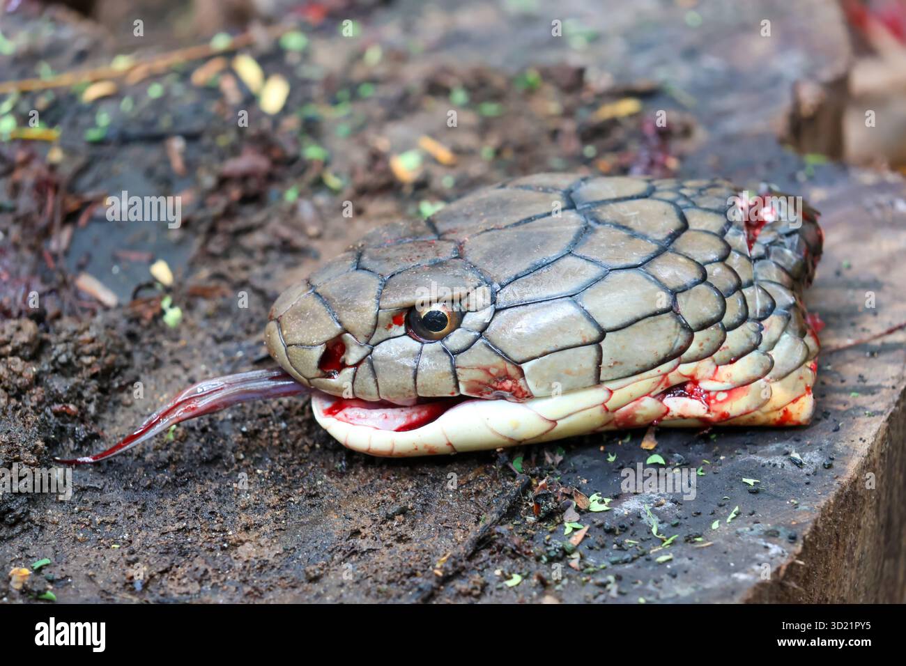 La testa di un cobra reale fu tagliata e posta su un ceppo d'albero. Il serpente velenoso e spaventoso che entrava nella casa era quindi tragicamente elimin Foto Stock