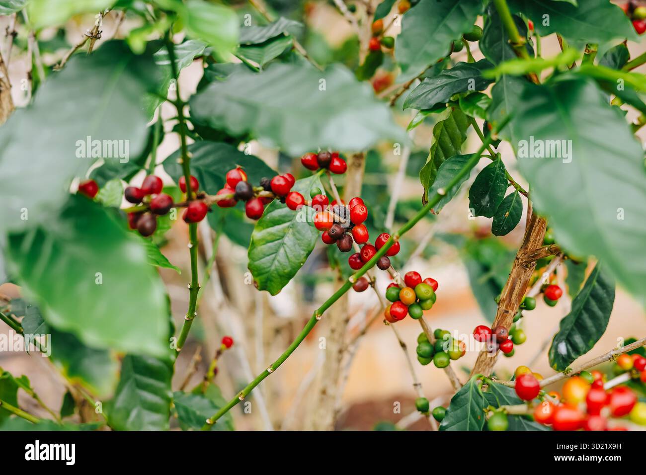 Pianta di caffè con chicchi di caffè arabica, semi di caffè robusta a bacca rossa matura nella fattoria forestale Foto Stock