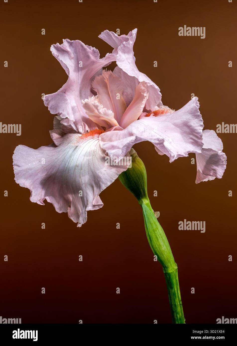 Elegante Iris con barba rosa su sfondo marrone Foto Stock