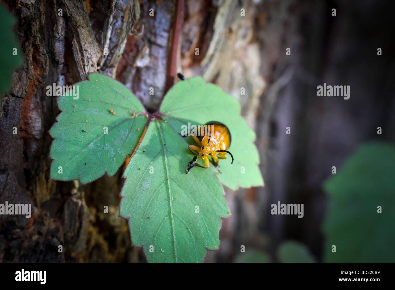 insetto di coccinello closeup su foglie verdi Foto Stock