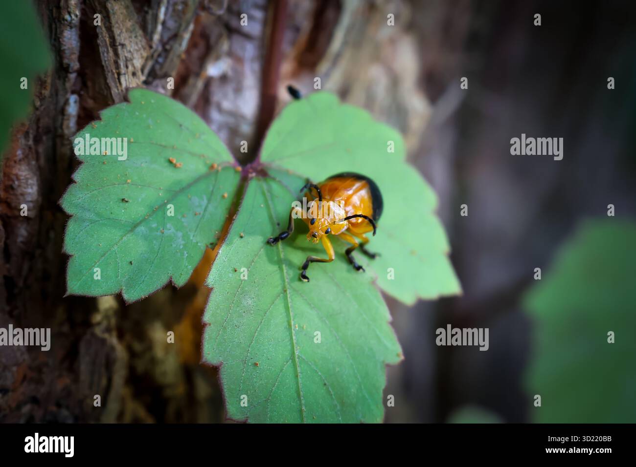 insetto di coccinello closeup su foglie verdi Foto Stock