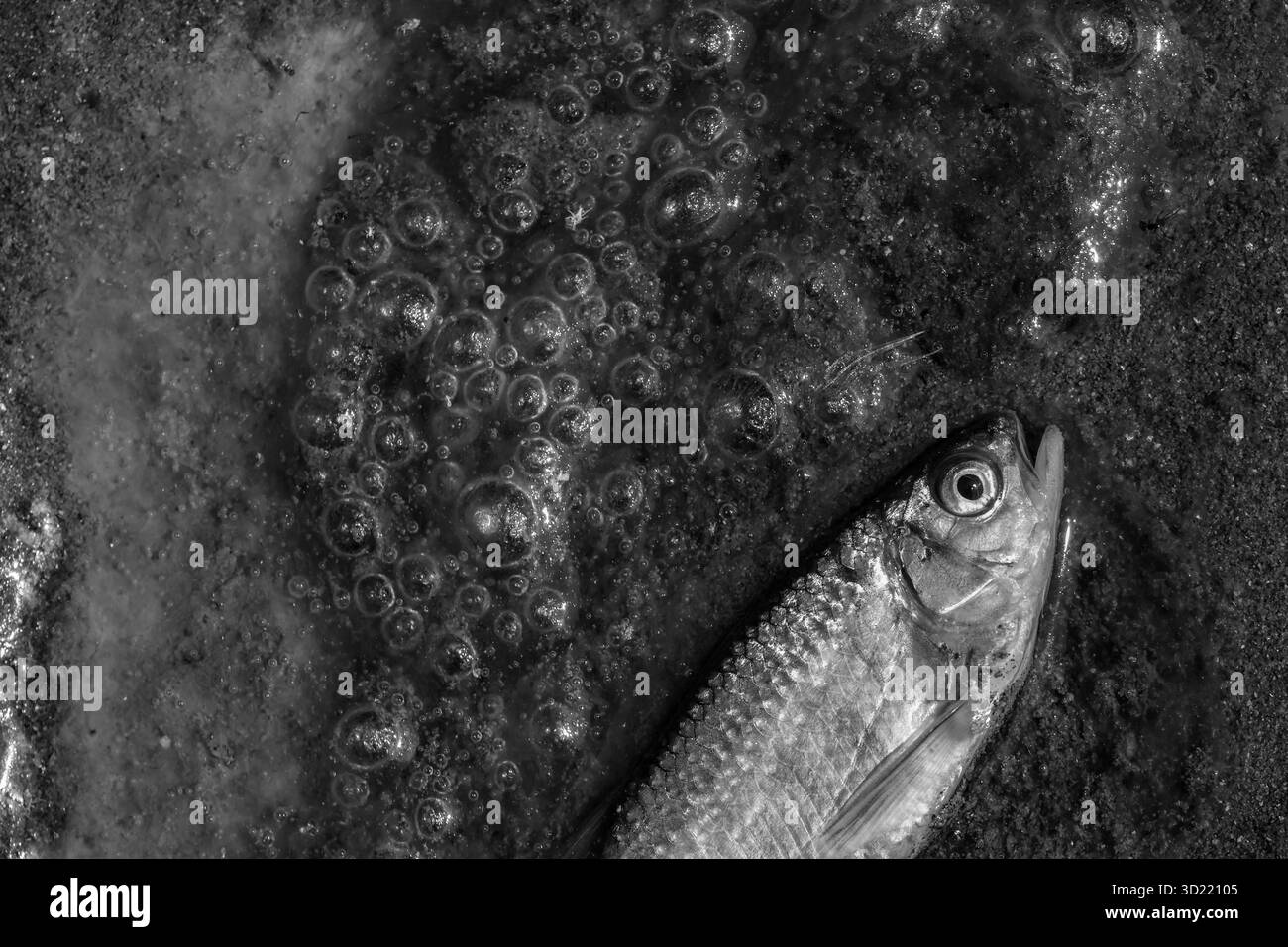 ภาพขาวดำ primo piano piccoli pesci che giacciono morti in un torrente inquinato e schiumoso in un piccolo torrente nella foresta in estate Foto Stock