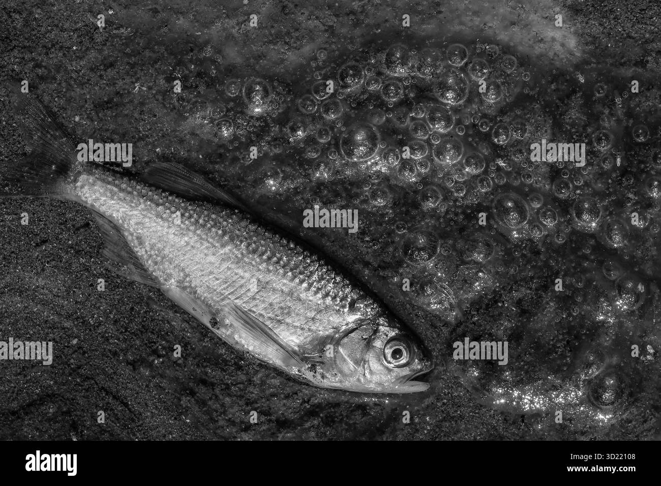ภาพขาวดำ primo piano piccoli pesci che giacciono morti in un torrente inquinato e schiumoso in un piccolo torrente nella foresta in estate Foto Stock
