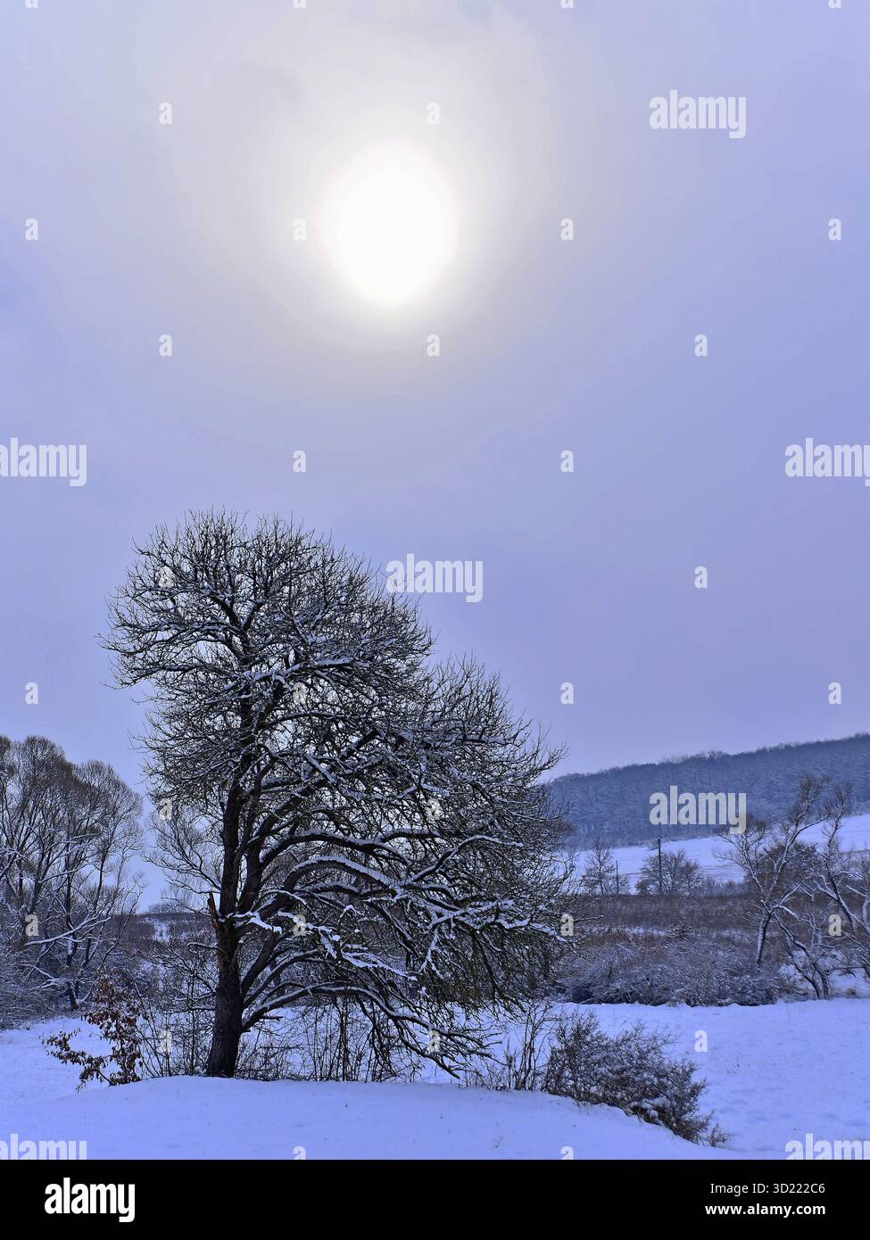 Paesaggio invernale con alberi innevati e cielo blu con sole sullo sfondo. Un albero prominente in primo piano, rami spolverati di neve. Foto Stock