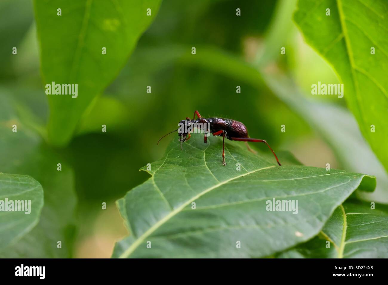 strano insetto che sembra un alieno su una foglia verde di sfondo Foto Stock