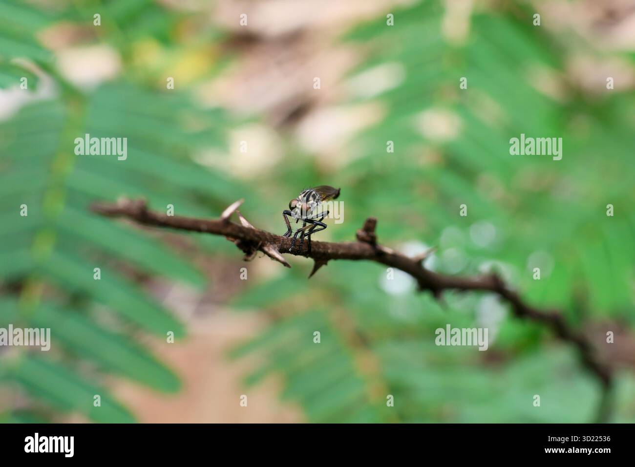 Mosche Robber da vicino, bellissimi occhi grandi, arroccati su un ramo, sfondo verde della natura, incredibili piccole creature di insetti quando osservate da vicino Neoitamu Foto Stock