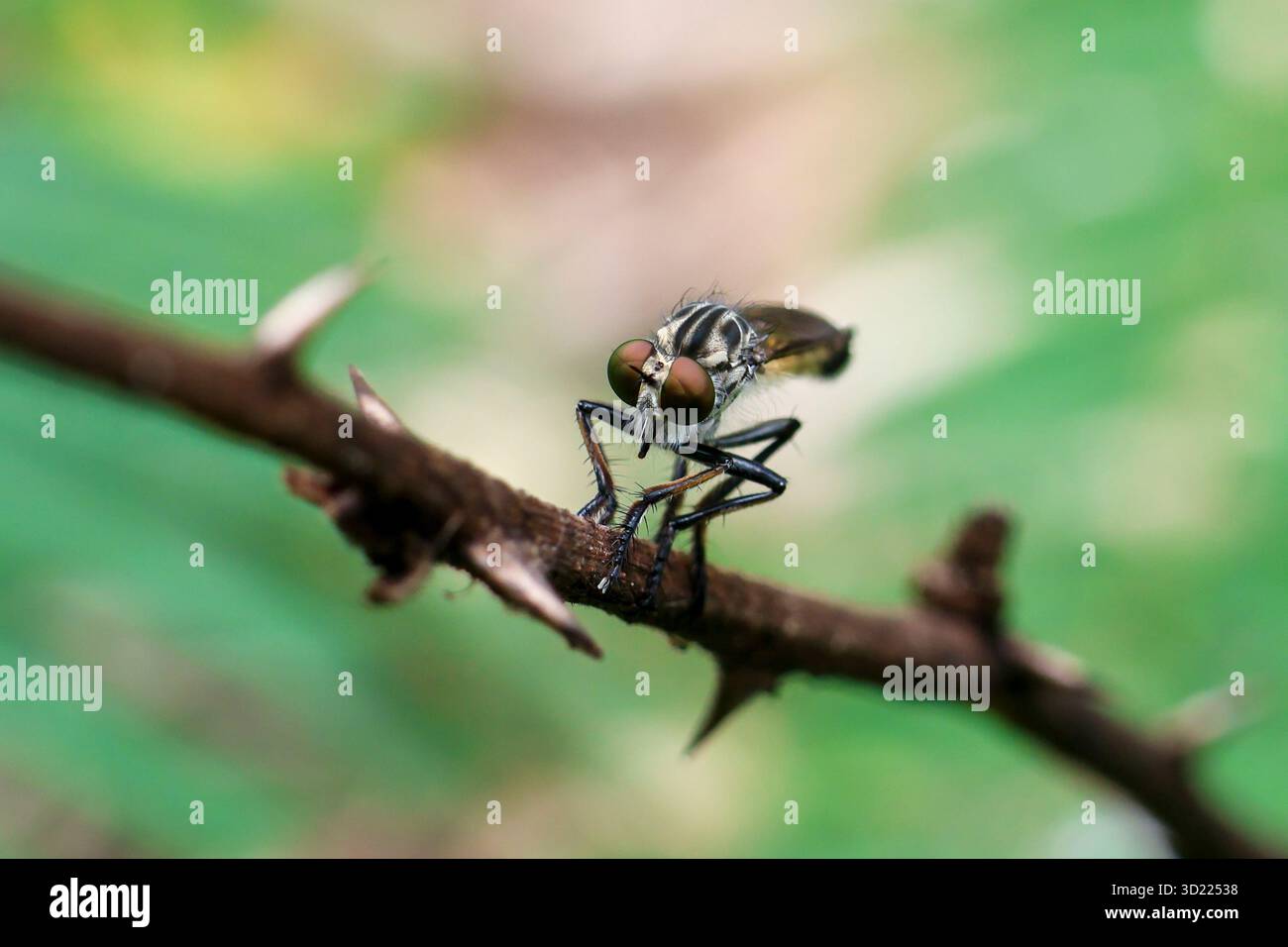 Mosche Robber da vicino, bellissimi occhi grandi, arroccati su un ramo, sfondo verde della natura, incredibili piccole creature di insetti quando osservate da vicino Neoitamu Foto Stock