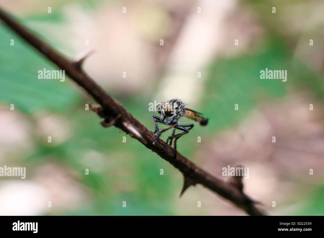 Mosche Robber da vicino, bellissimi occhi grandi, arroccati su un ramo, sfondo verde della natura, incredibili piccole creature di insetti quando osservate da vicino Neoitamu Foto Stock