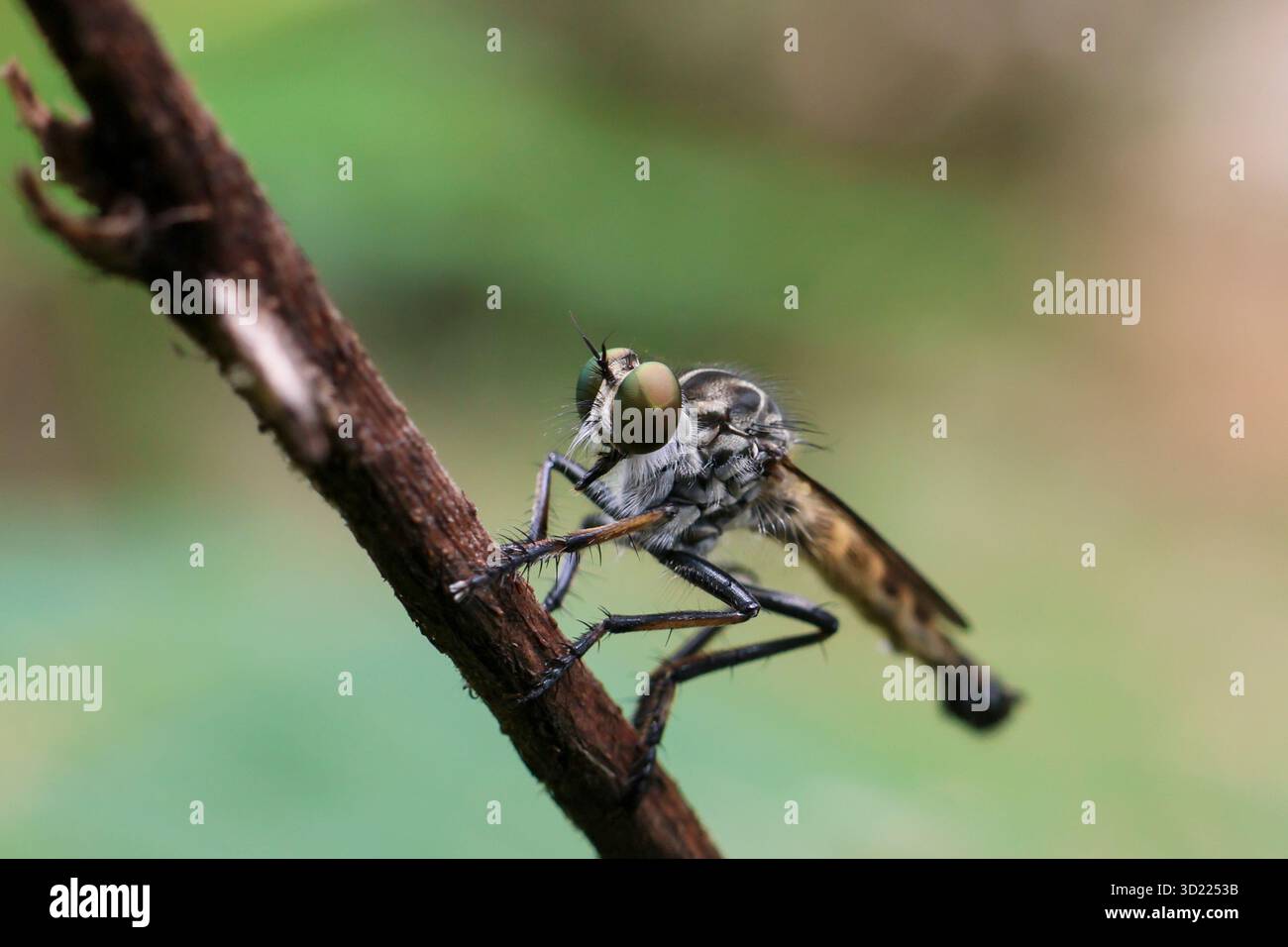 Mosche Robber da vicino, bellissimi occhi grandi, arroccati su un ramo, sfondo verde della natura, incredibili piccole creature di insetti quando osservate da vicino Neoitamu Foto Stock