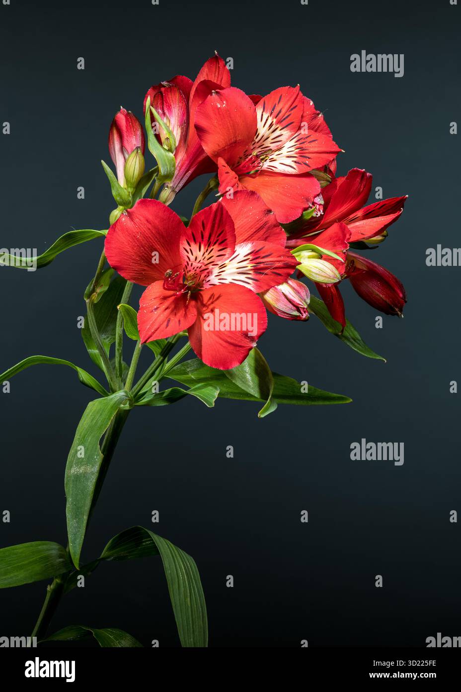 Fiori di Alstroemeria rosso brillante su sfondo grigio scuro Foto Stock