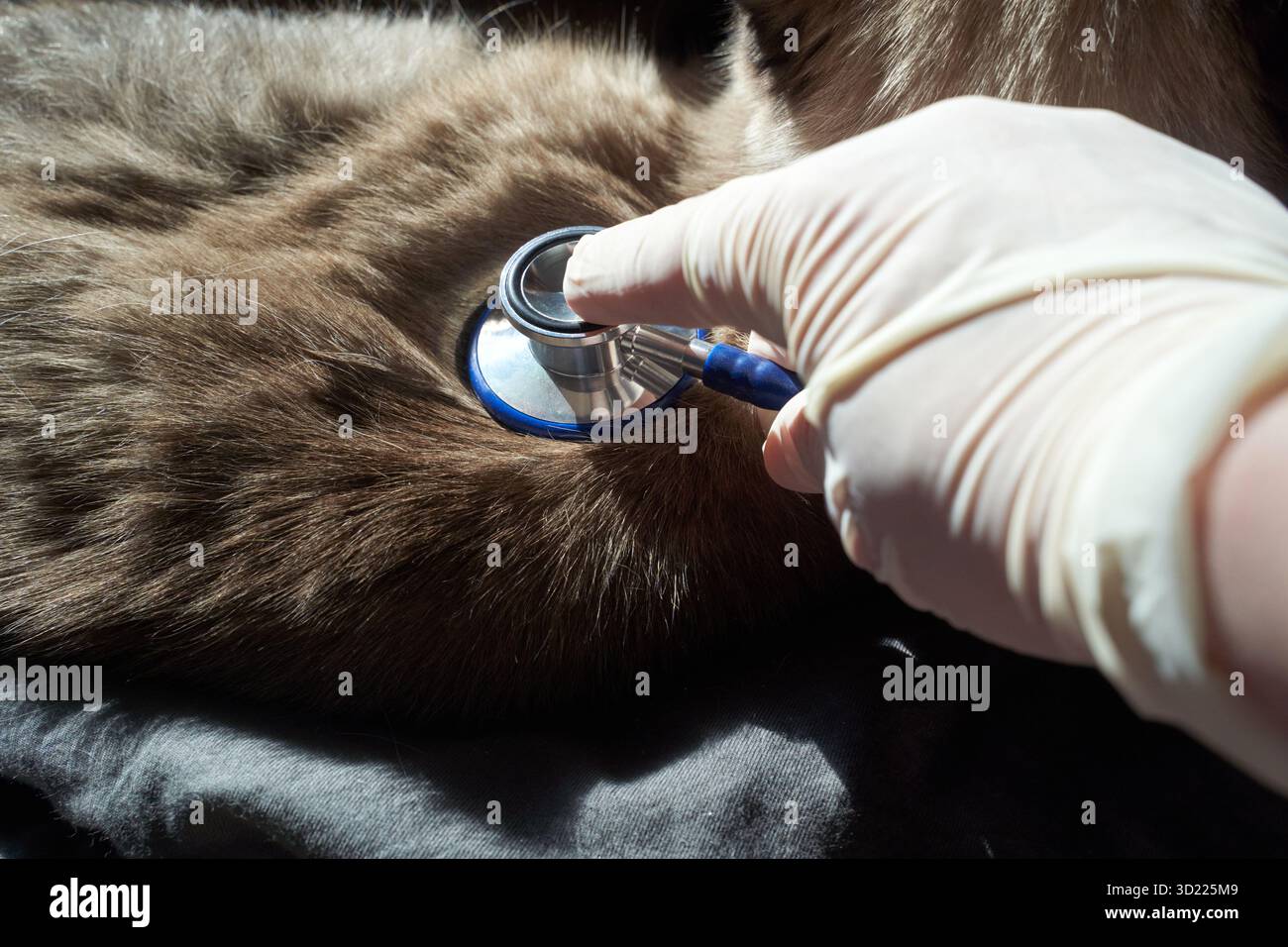 Veterinario esamina il battito cardiaco del cane con stetoscopio per il controllo della salute Foto Stock