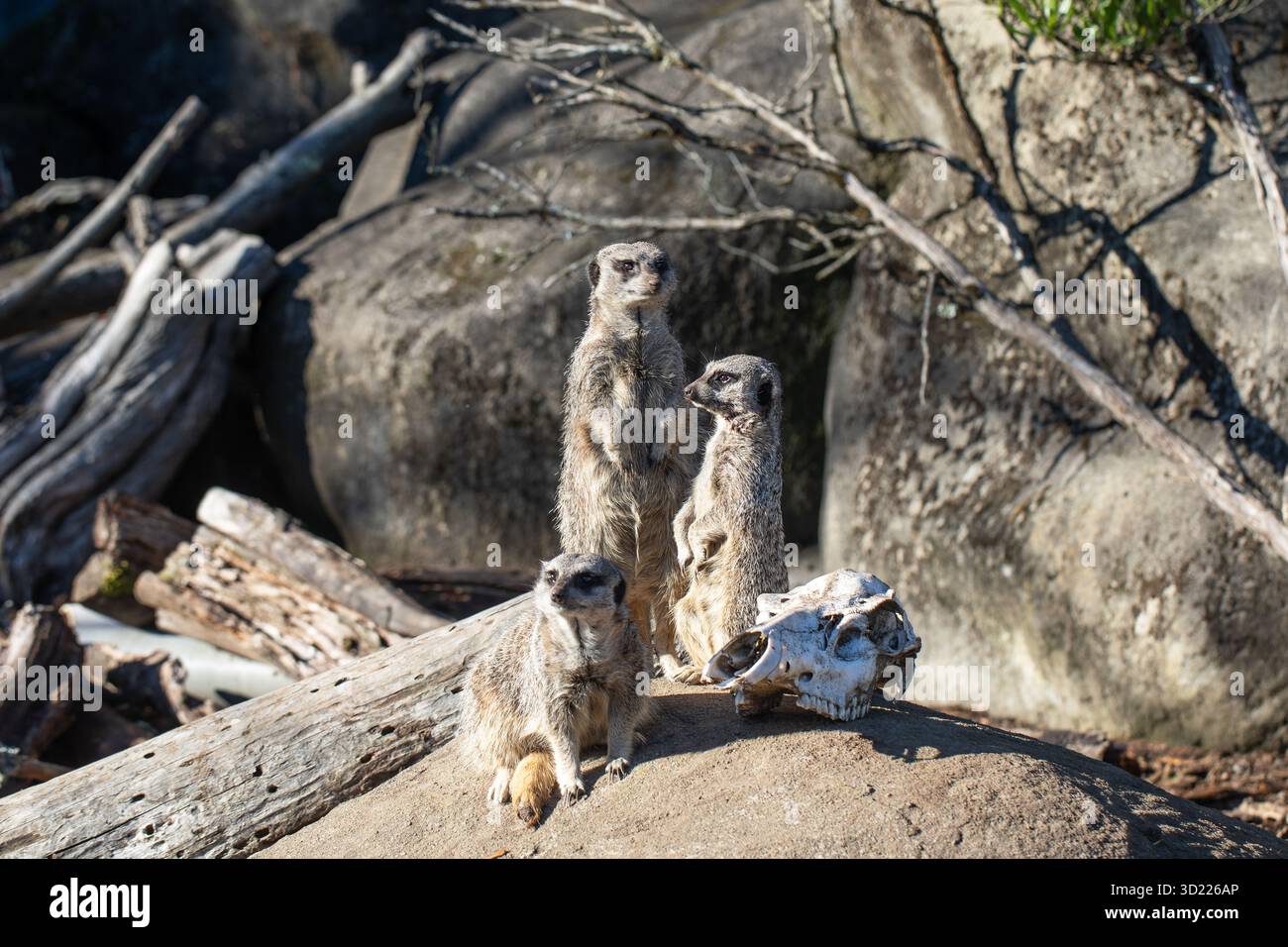 La famiglia Meerkat osserva i dintorni su terreni rocciosi. Concetto di animale selvatico Foto Stock