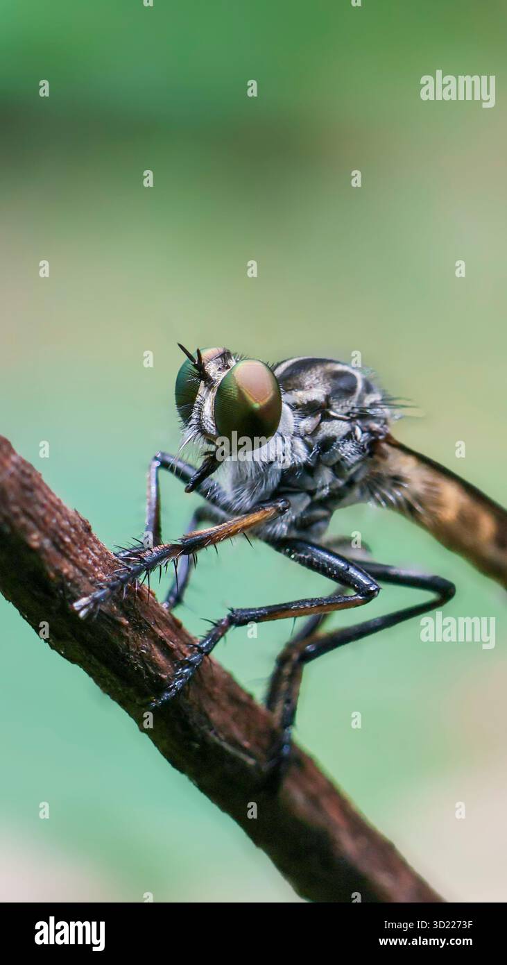 Mosche Robber da vicino, bellissimi occhi grandi, arroccati su un ramo, sfondo verde della natura, incredibili piccole creature di insetti quando osservate da vicino Neoitamu Foto Stock