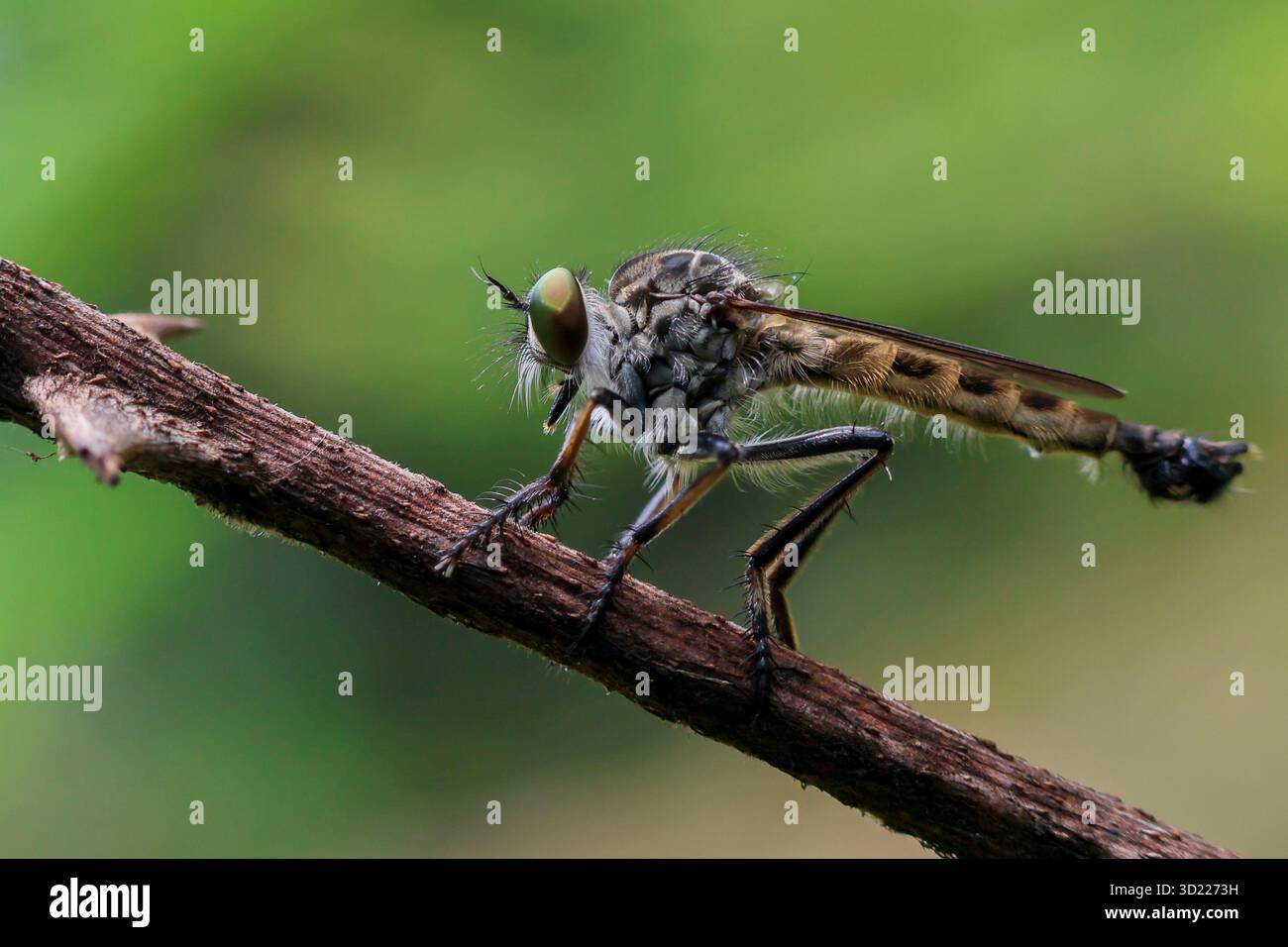 Mosche Robber da vicino, bellissimi occhi grandi, arroccati su un ramo, sfondo verde della natura, incredibili piccole creature di insetti quando osservate da vicino Neoitamu Foto Stock