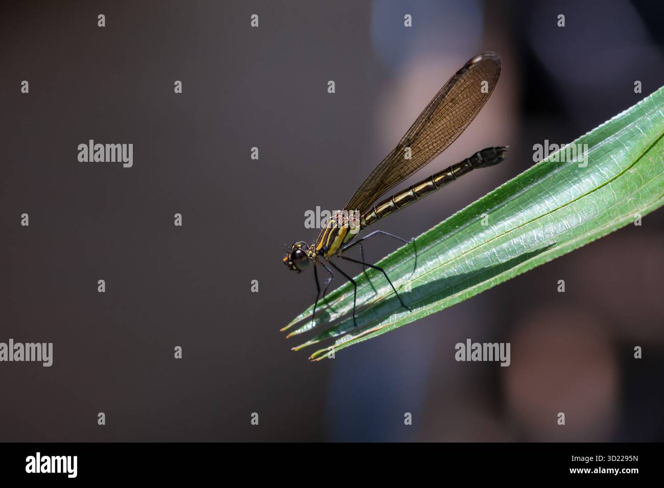 La libellula da primo piano seduta su una foglia sfondo naturale giallo-nero dagli occhi grandi c'è spazio per il testo. Foto Stock