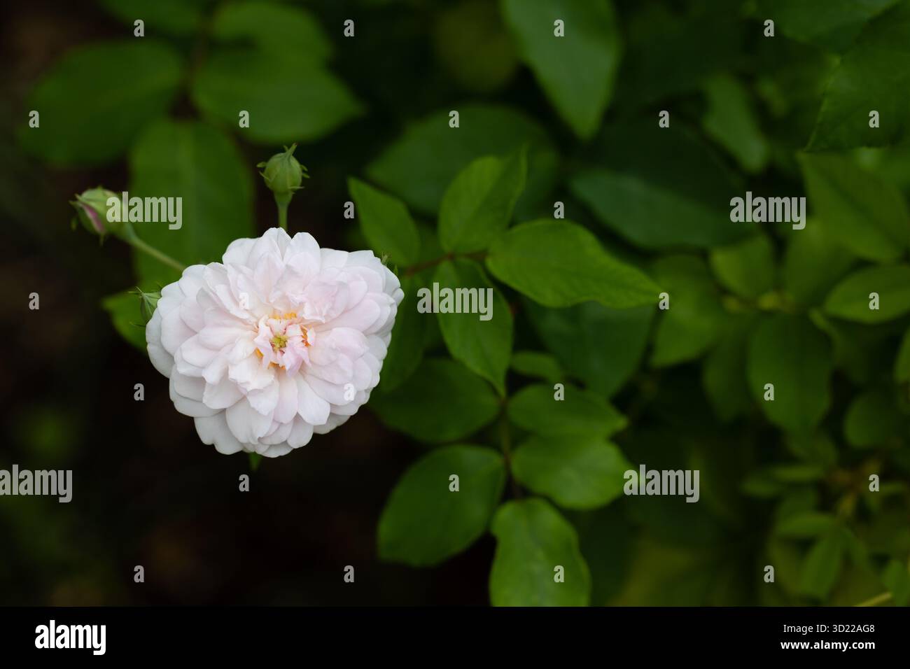 rosa x noisettiana coltivata in un giardino Foto Stock