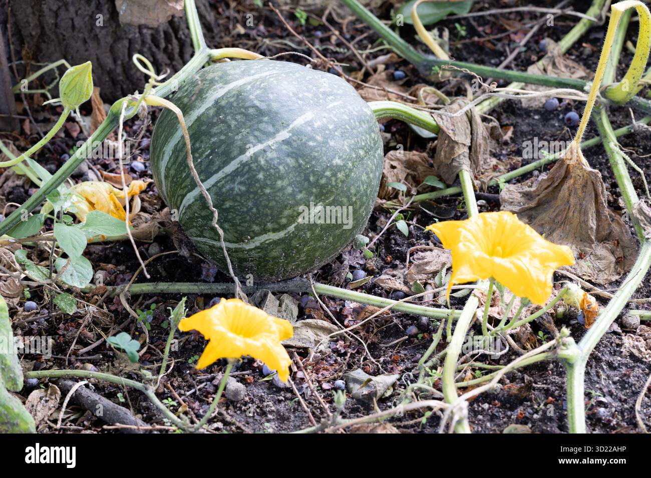 Bellissimo campo di zucca in Spagna Foto Stock