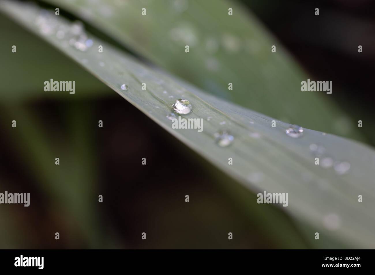Bellissimi dettagli della natura. Gocce di rugiada del mattino su una foglia verde fresca. Foto Stock