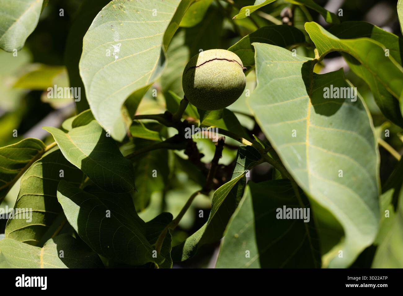 dado sul ramo dell'albero Foto Stock