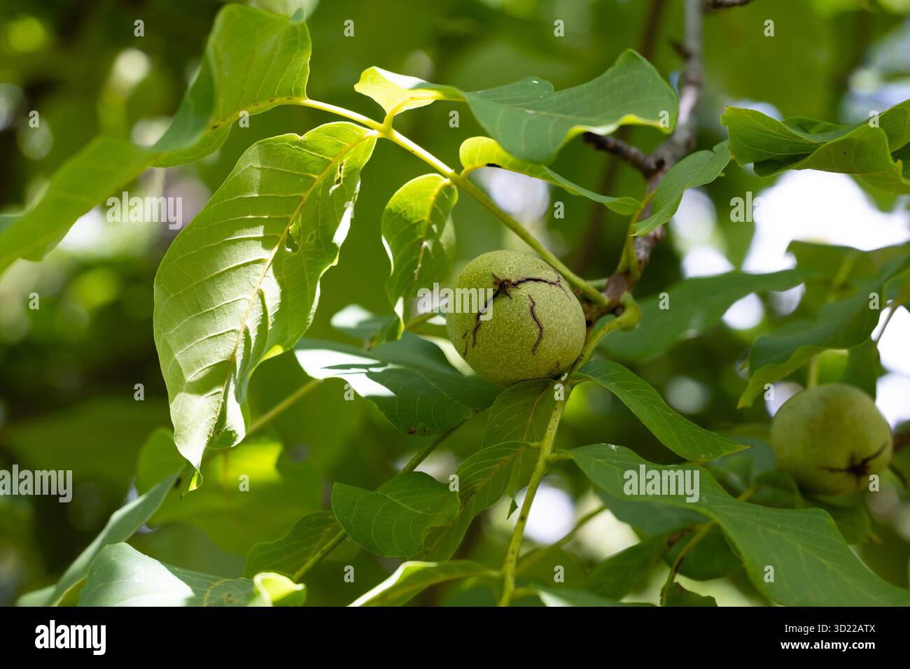 dado sul ramo dell'albero Foto Stock