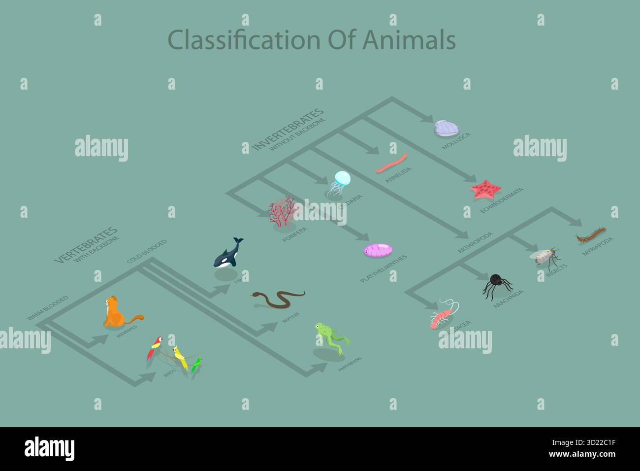 Illustrazione piatta isometrica 3D del sistema di classificazione degli animali, delle nozioni di base di zoologia e biologia Foto Stock