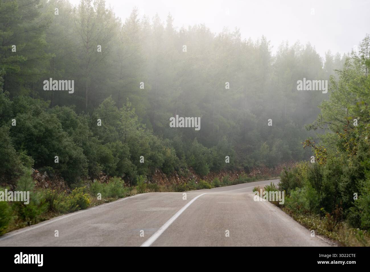 Strada boschiva vuota coperta di nebbia mattutina e luce soffusa Foto Stock