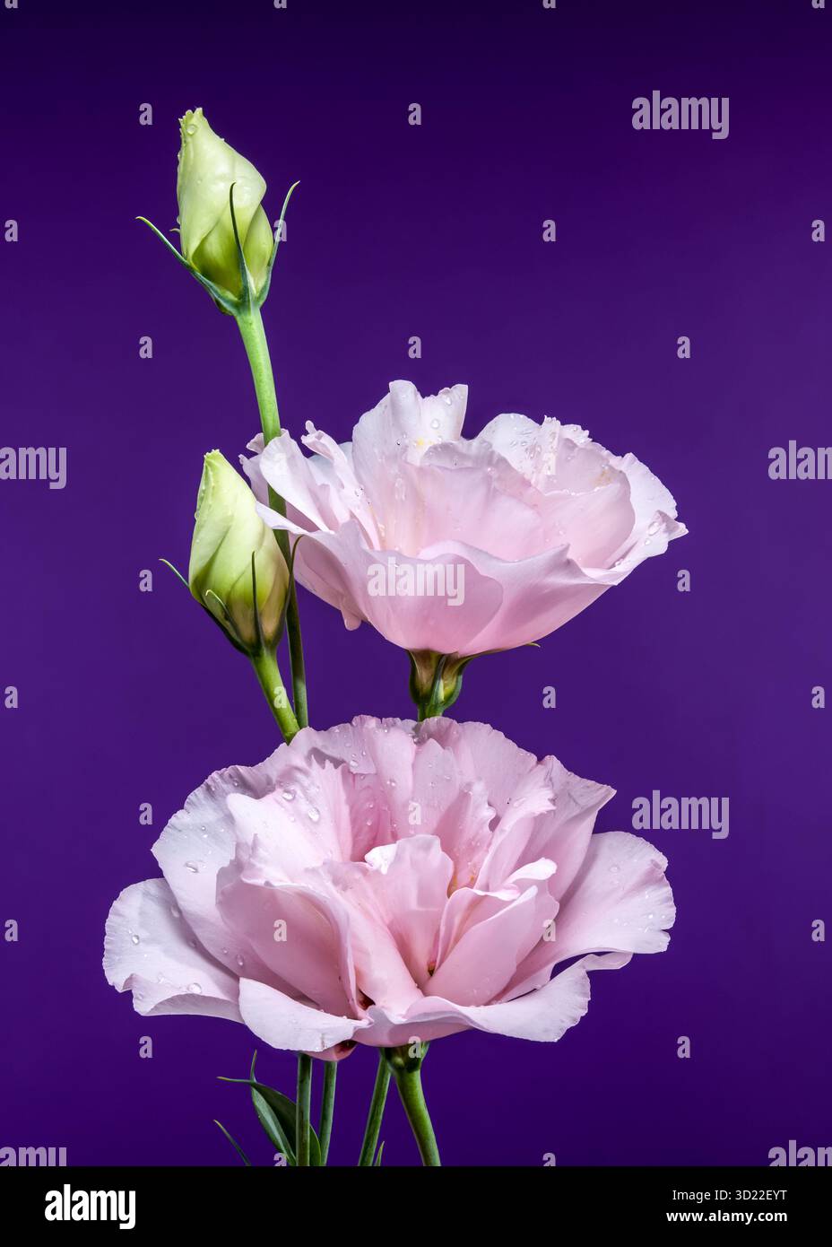 Incantevoli fiori di Eustoma rosa su sfondo viola Foto Stock