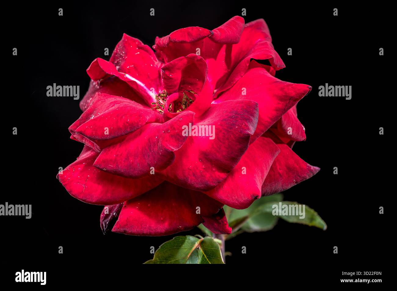 Drammatica rosa rossa con gocce di pioggia su sfondo Stark Black Foto Stock