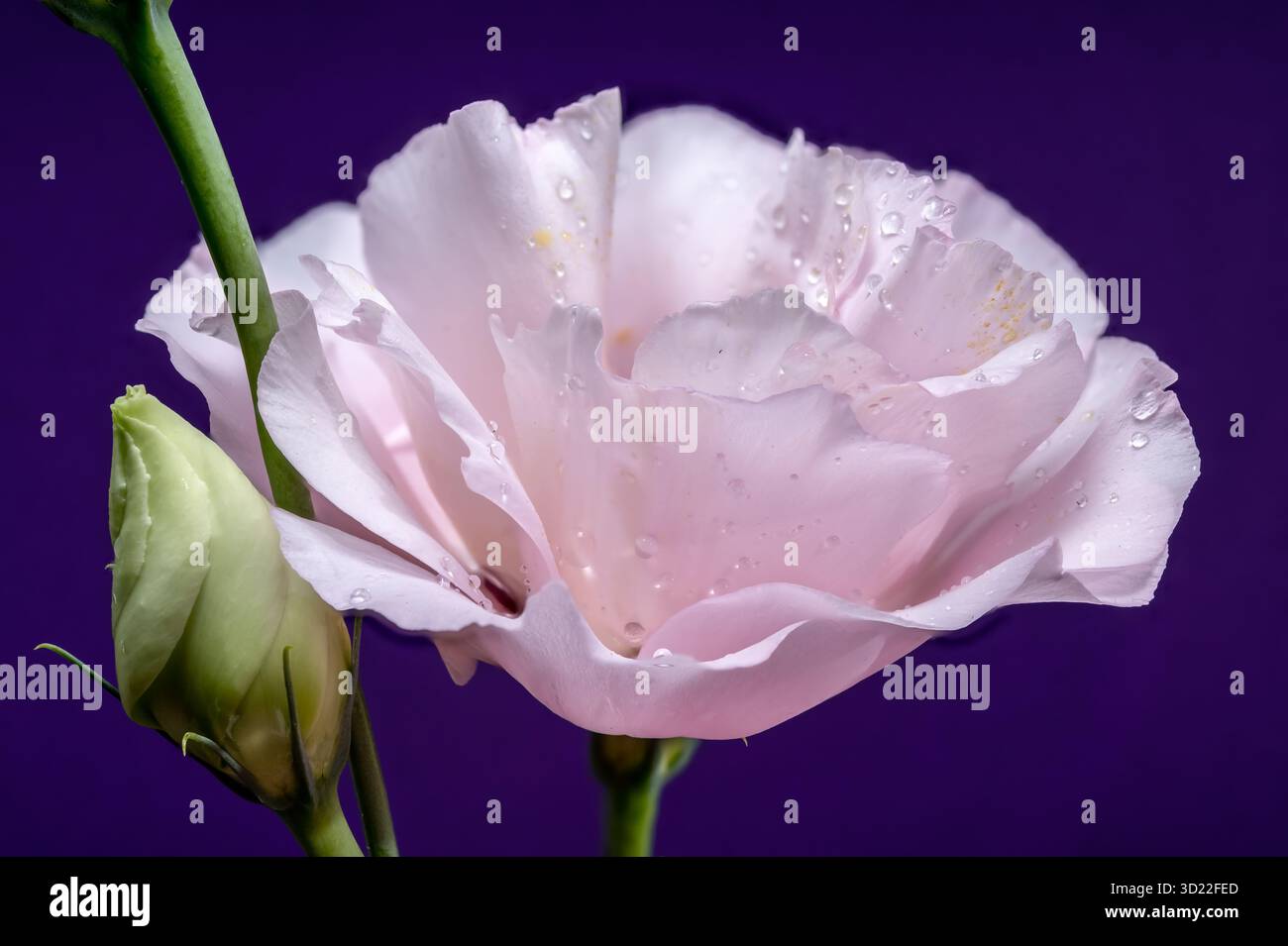Incantevoli fiori di Eustoma rosa su sfondo viola Foto Stock