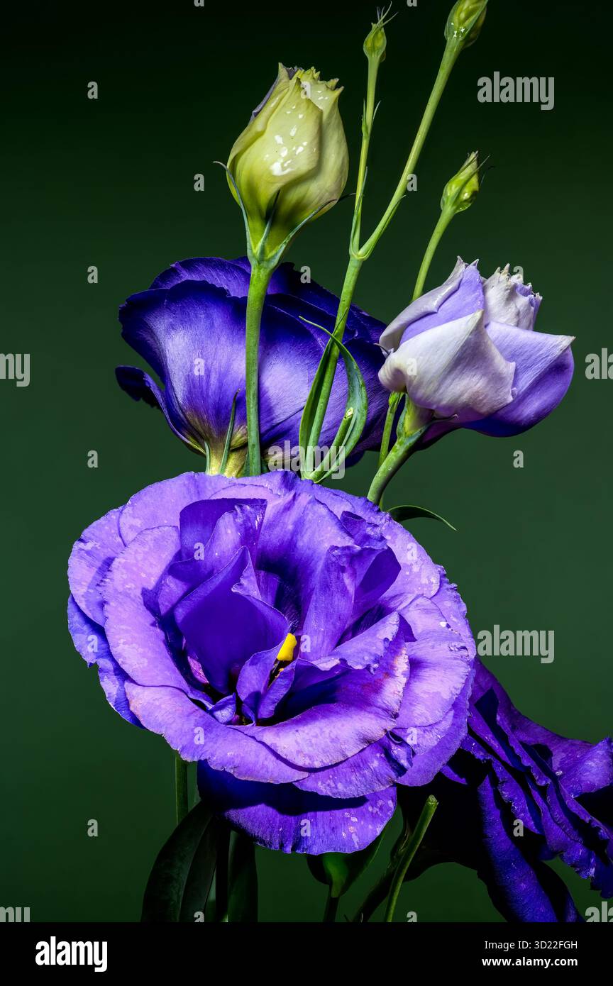Elegante Eustoma Viola Fiori e gemme su sfondo verde Foto Stock