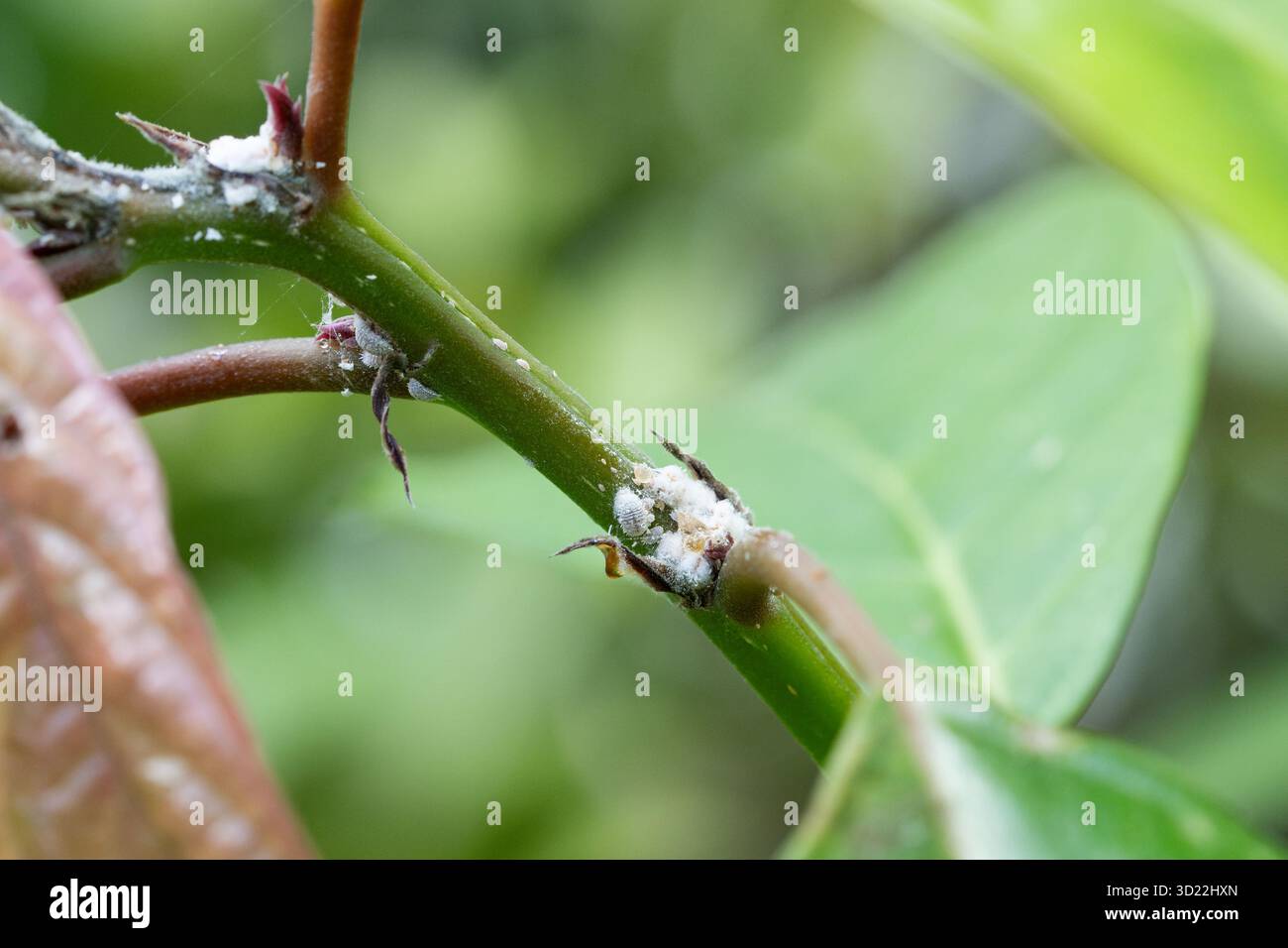 Insetti in scala di coccidi . Mealybug - piccola e pericolosa linfa che succhia parassita che distrugge alberi e piante. Foto Stock