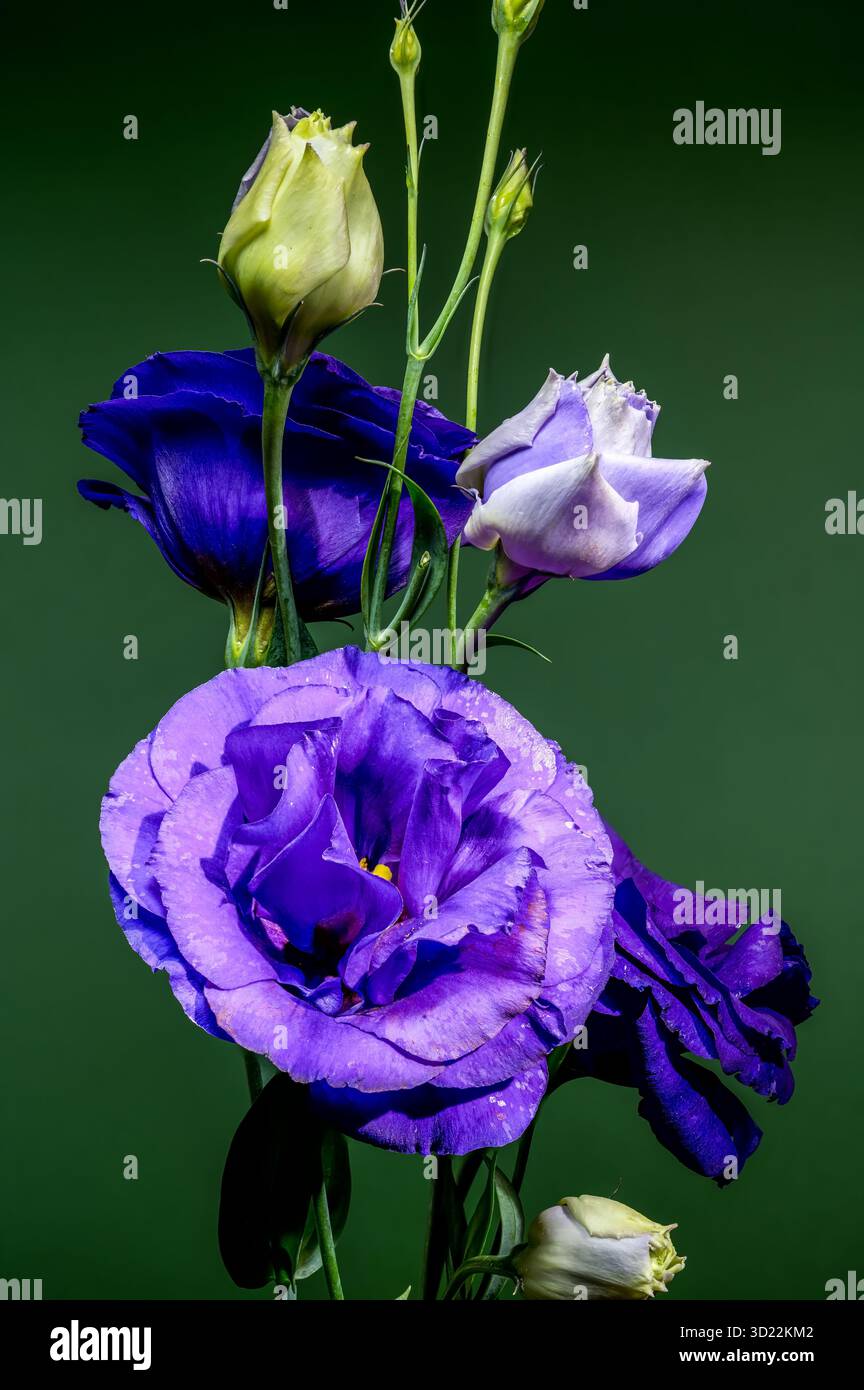 Elegante Eustoma Viola Fiori e gemme su sfondo verde Foto Stock