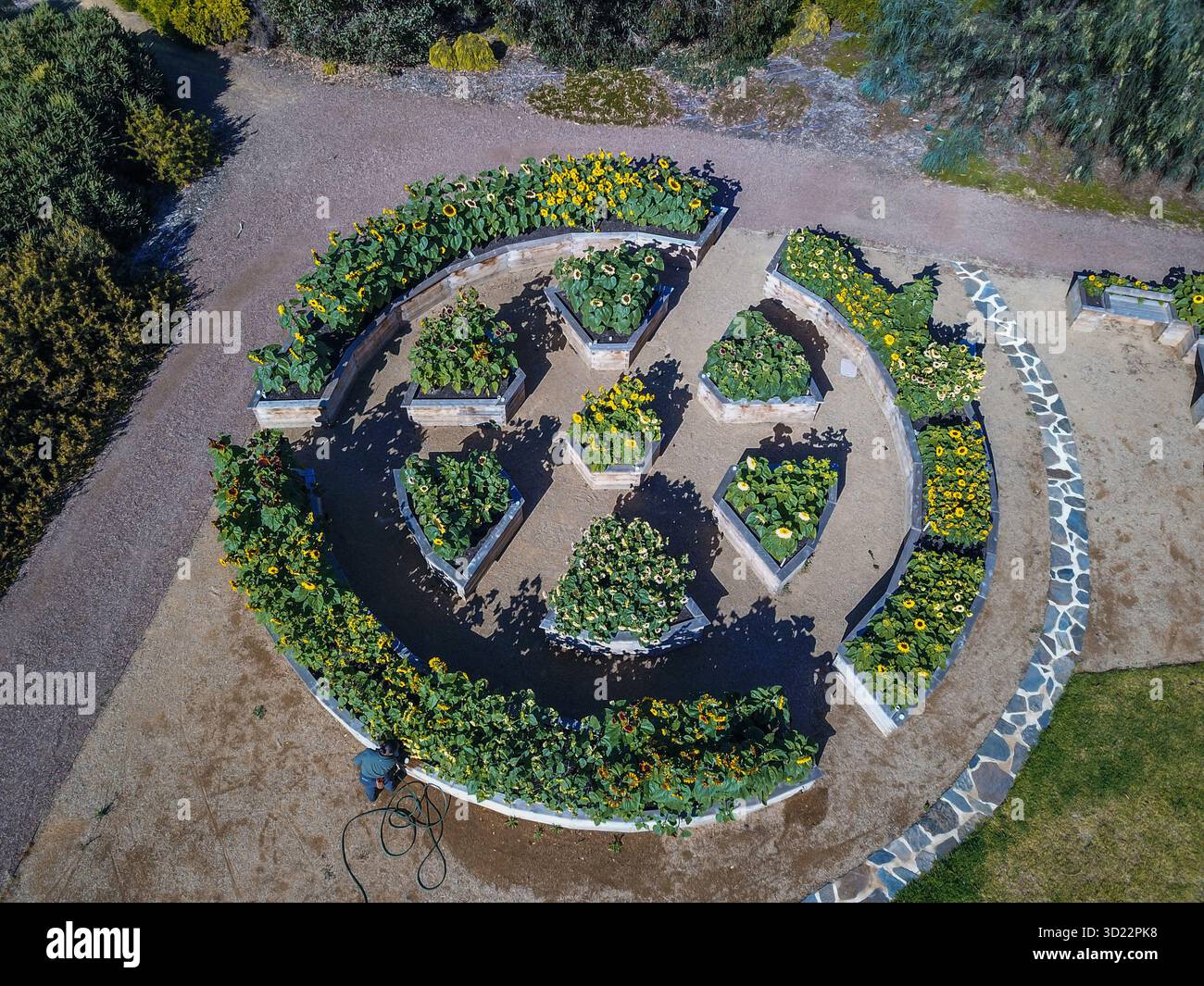 Vista aerea di un orto circolare e di un giardino di fiori con lettini rialzati, tra cui girasoli e prodotti stagionali, mentre un giardiniere affonda le piante. Foto Stock