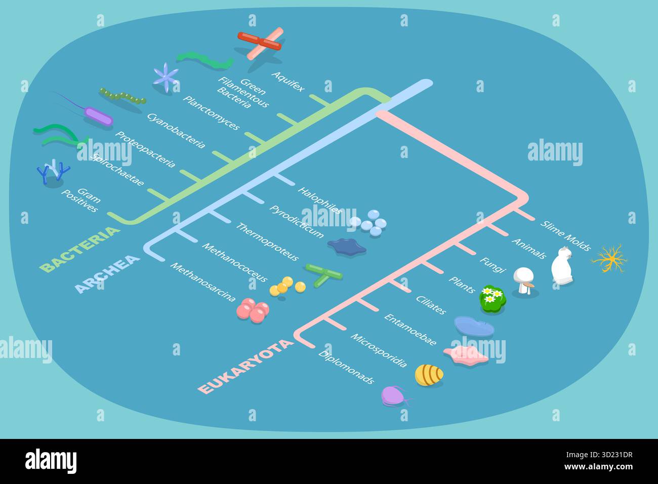 Illustrazione piatta isometrica 3D dell'albero filogenetico, diagramma educativo Foto Stock