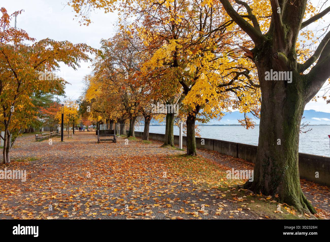 Passeggiata lungo il lago di Costanza (Bodensee) a Lindau, in Germania, coperta da uno spesso tappeto di foglie autunnali cadute, delimitata da alberi dalla foglia gialla e da un Foto Stock