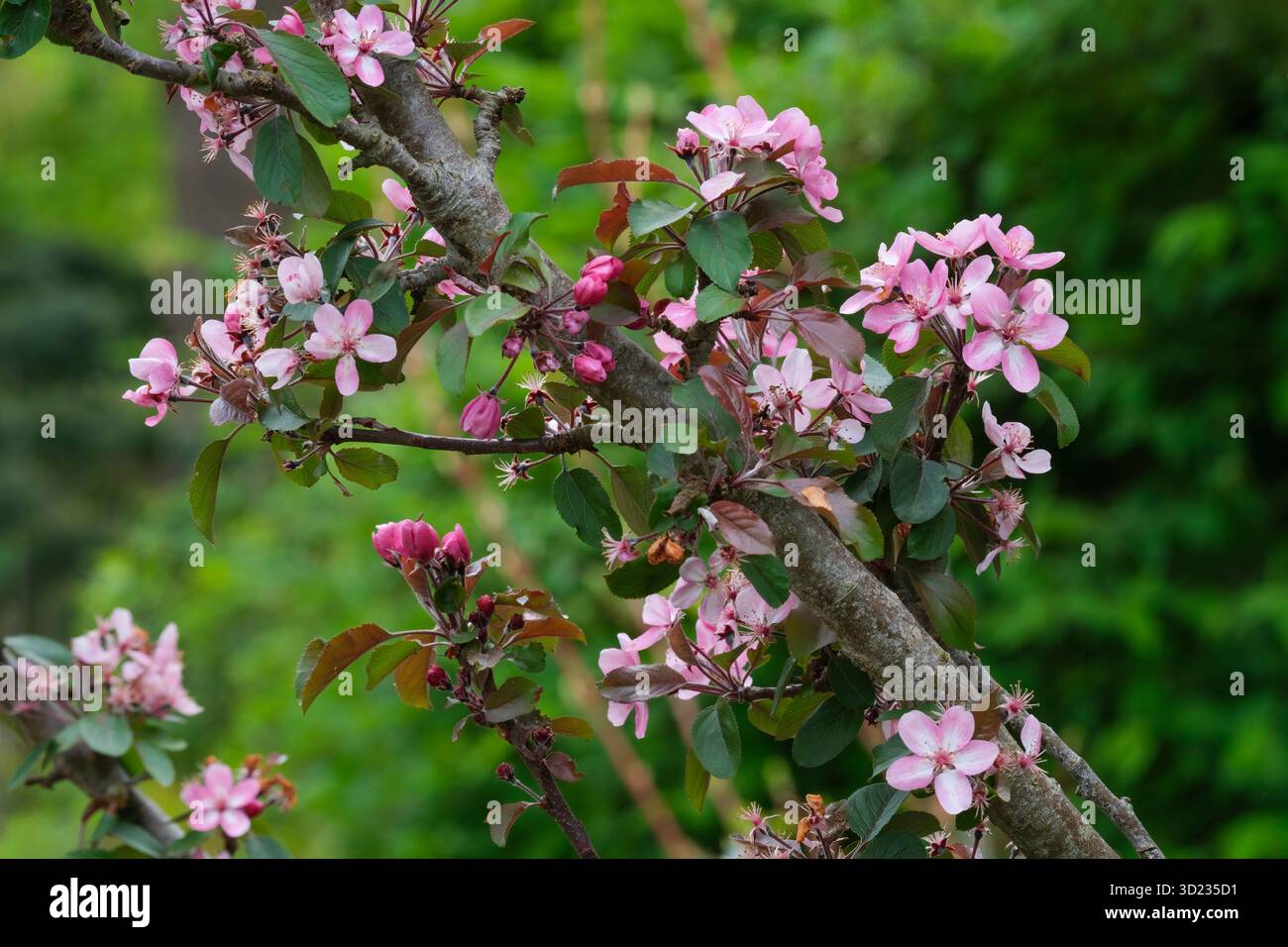 Malus Laura, la mela di granchio Laura, l'albero nano con fiori rosa e bianchi all'inizio della primavera Foto Stock