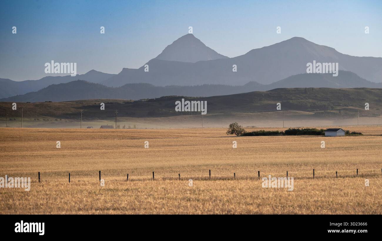 Campi dorati ondulati con montagne lontane sotto un cielo azzurro. Waterton Lakes National Park, Alberta, Canada Foto Stock